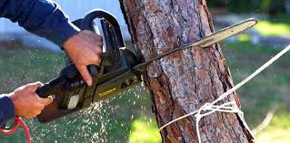 Best Lawn Pest Prevention  in Closter, NJ