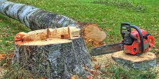 Best Root Management and Removal  in Closter, NJ
