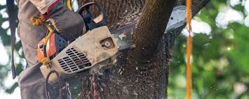 Best Tree Mulching  in Closter, NJ