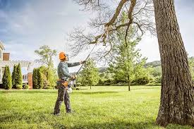How Our Tree Care Process Works  in  Closter, NJ
