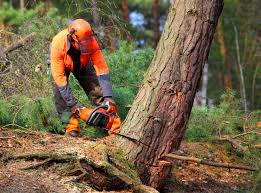 Best Lawn Disease Treatment  in Closter, NJ