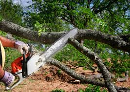 Best Storm Damage Tree Cleanup  in Closter, NJ