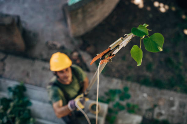 Best Firewood Processing and Delivery  in Closter, NJ