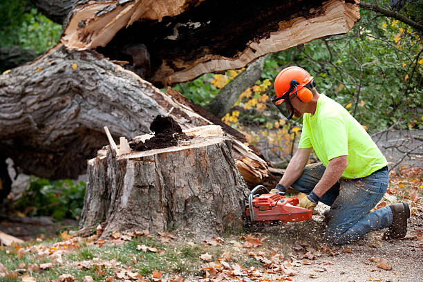 Best Lawn Renovation and Restoration  in Closter, NJ