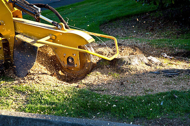 Best Aeration Services  in Closter, NJ
