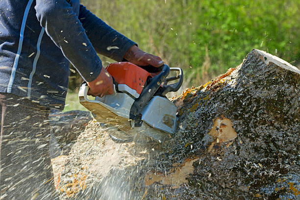 Best Tree Disease Treatment  in Closter, NJ